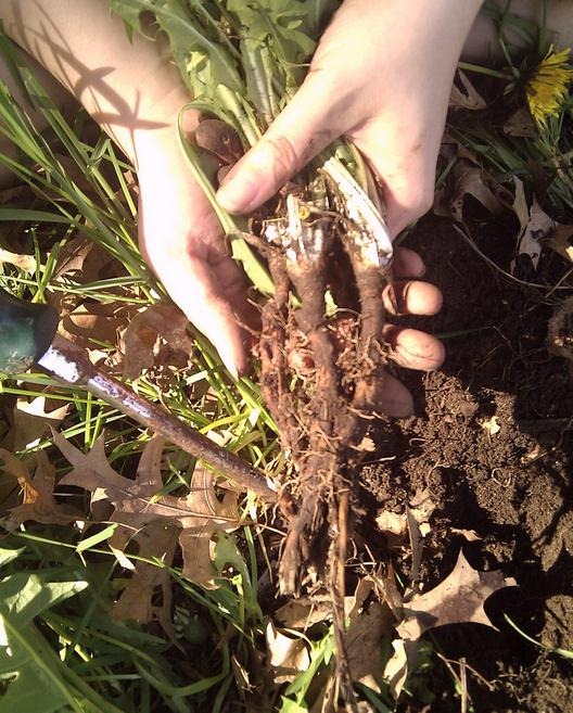 La racine de pissenlit bio pour le traitement naturel du cancer par les plantes